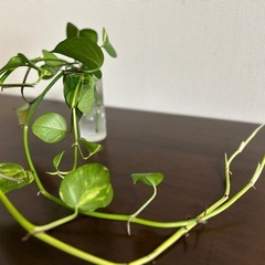 ポトスの画像