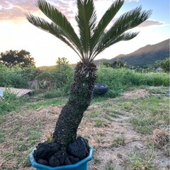 ソテツ　蘇轍　鉢植え　庭木　ロックガーデン用の画像