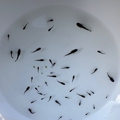 メダカ稚魚　ブラックカイザージアロの画像