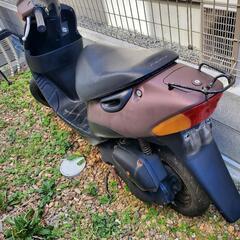 スズキの画像