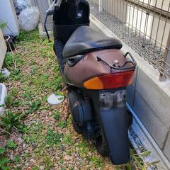スズキの画像