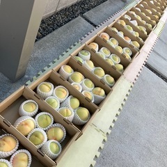 清水白桃【ご自宅用】の画像