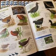 子ども図鑑　NEO他　19冊 の画像