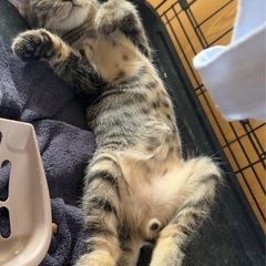 へそ天♡甘ったれ男子♡生後2〜3ヶ月♡キジ子猫