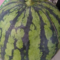 スイカの画像