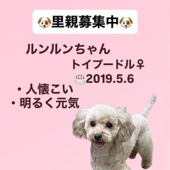 ルンルンちゃん☆里親募集中