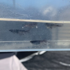銀閣メダカ　オス3匹メス1匹の画像