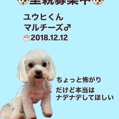 ユウヒくん☆里親募集中