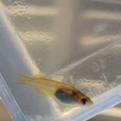 チャチャめだかさん　和墨ガジャ　メダカ　稚魚　5匹の画像