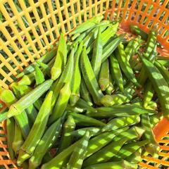 本日の無人販売🚩🍆お得✨の画像