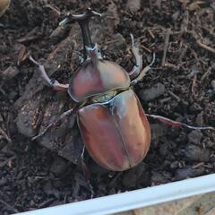 国産カブトムシ　弥栄産　レッドボディ　黒目　ペア　昆虫　ペット　⑫の画像