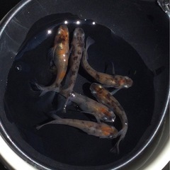 ⭐️あけぼの⭐️メダカ　6匹の画像