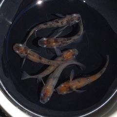 ⭐️あけぼの⭐️メダカ　6匹の画像