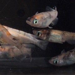 ⭐️あけぼの⭐️メダカ　6匹の画像