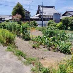 タマネギ🧅10個の画像