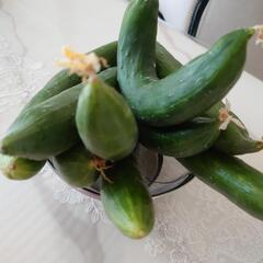 でっかくなってしまったきゅうり10本！漬物に！の画像