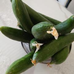 でっかくなってしまったきゅうり10本！漬物に！の画像