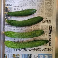 多種キュウリ520gの画像