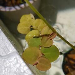 メダカ浮草🌿‬の画像