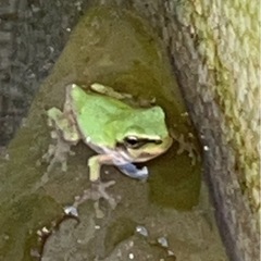 アマガエルの画像