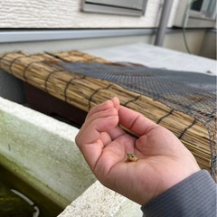 アマガエルの画像
