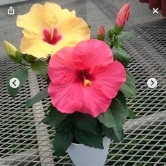 ハイビスカス　の画像
