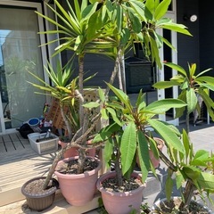 プルメリア鉢植え(もうすぐ花が咲きます)の画像