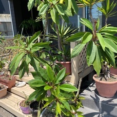 プルメリア鉢植え(もうすぐ花が咲きます)の画像