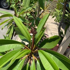 プルメリア鉢植え(もうすぐ花が咲きます)の画像