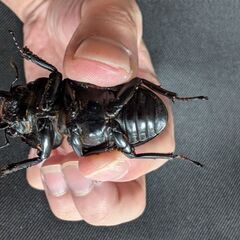 オオクワガタ(能勢産)の画像