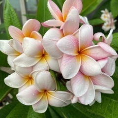 プルメリア鉢植え(もうすぐ花が咲きます)の画像