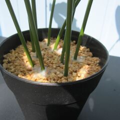 フェイクグリーン　観葉植物　造花　H500mm程度の画像