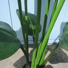 フェイクグリーン　観葉植物　造花　H1000mm程度の画像