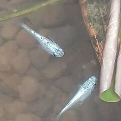 ネプチューンメダカ有精卵20個〜の画像
