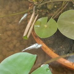 ネプチューンメダカ有精卵20個〜の画像