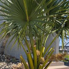 オニサバルヤシ