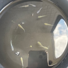 夜桜メダカ選別外　成魚5匹の画像