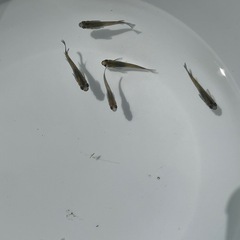 夜桜メダカ選別外　成魚5匹の画像