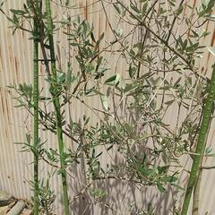 オリーブ の木 2鉢 鉢植え 地植えの画像