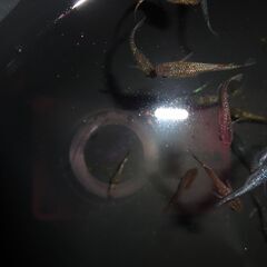 めだか（４５匹＋α）の画像