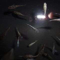 めだか（４５匹＋α）の画像