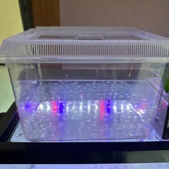 小さいノコギリクワガタ差し上げますの画像