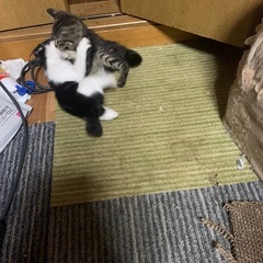 裕子ばあばの大家族里親様募集