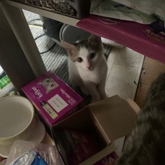 裕子ばあばの大家族里親様募集 - 猫