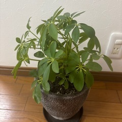観葉植物 カポック の画像
