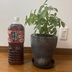観葉植物 カポック の画像