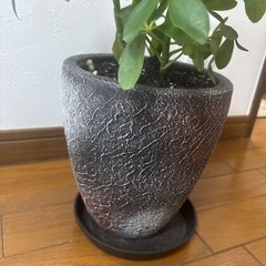 観葉植物 カポック の画像