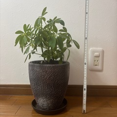 観葉植物 カポック の画像