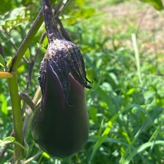 採れたてナス🍆の画像
