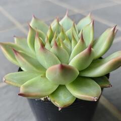 多肉植物　トスカネッリ　2025年7月28日の画像